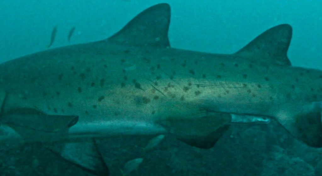 249f05c6-510d-4a84-983f-47cfba5a3933