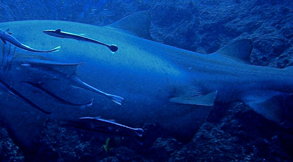 97f0e6e8-f95f-47f6-8a6c-6b6d901fdc5b