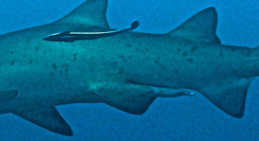 86877ed8-ad06-45b2-be60-795096059b94