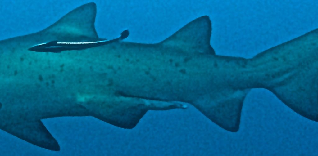 86877ed8-ad06-45b2-be60-795096059b94