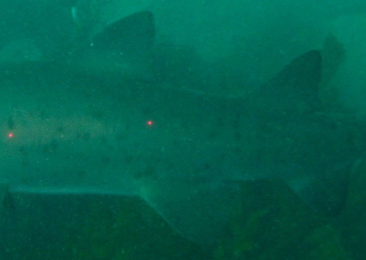 95a439d9-8822-470a-b7f7-aa557dec9eb1