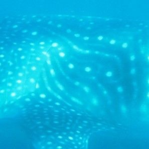 210970d4-a68f-4839-83a0-74d2297674f8