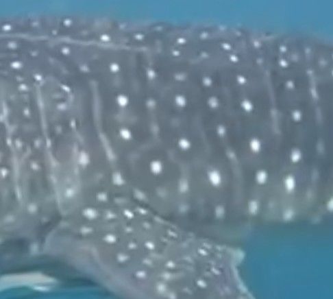 0983a11a-1f90-40ad-adb2-91de7a666f5a