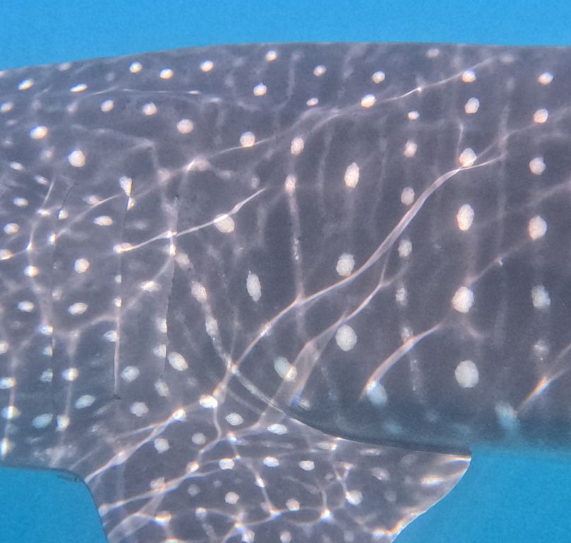 9663b01e-8ab0-4378-a971-abc3237f07cd