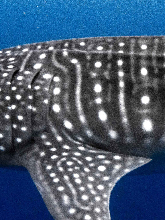 13f331b3-8c5b-4bdf-9936-a3f81ab70118