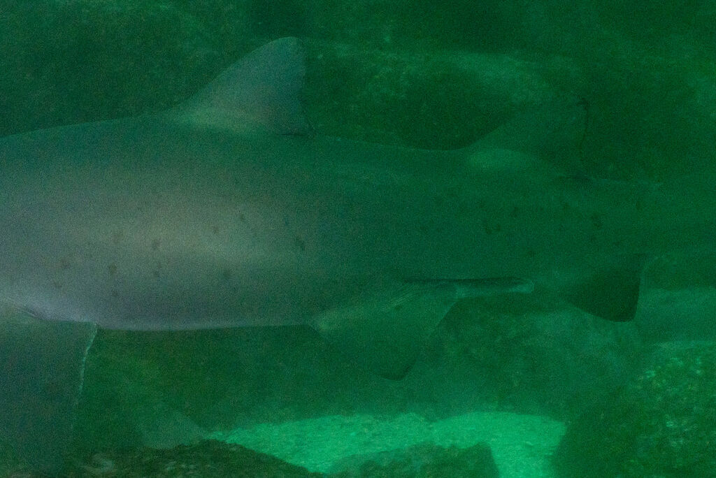 c2e2da64-e451-4cca-916b-53006642014c