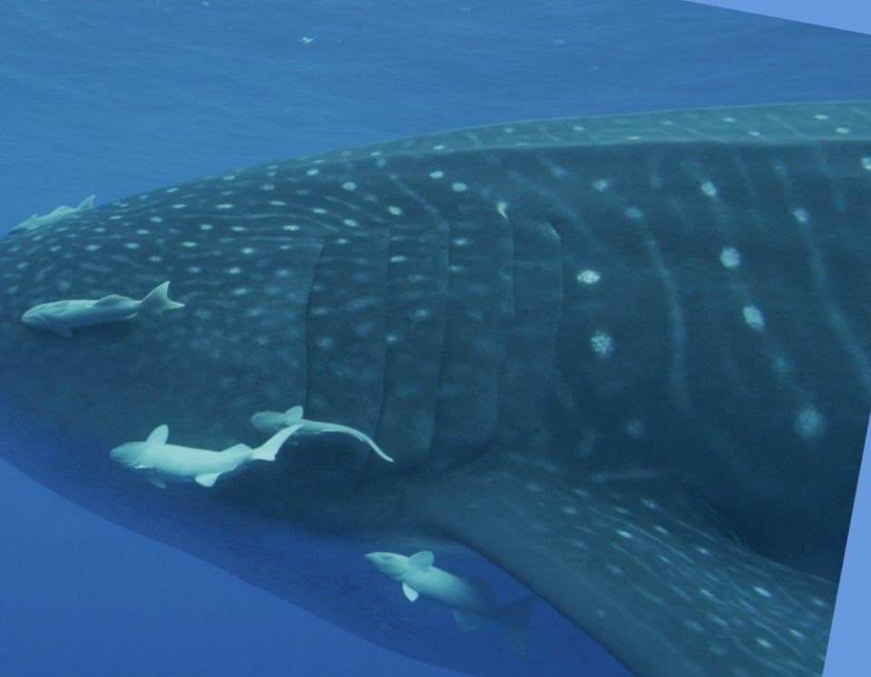 6dea6376-e162-4b8b-9f2c-a555ce2981d0