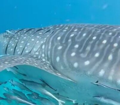 64a5429f-aba8-4fd6-b520-d3d0c4f25261