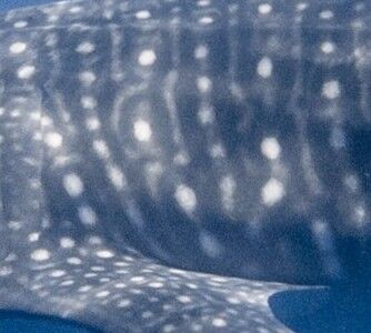 9e973b09-807b-4db7-8abb-ce23267331e5