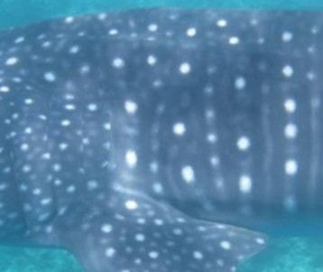 cd418d53-69b6-4d47-9d07-a7701d983a21