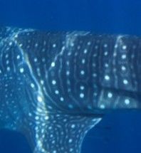 dea42a94-8289-4b71-a1a0-427233374978