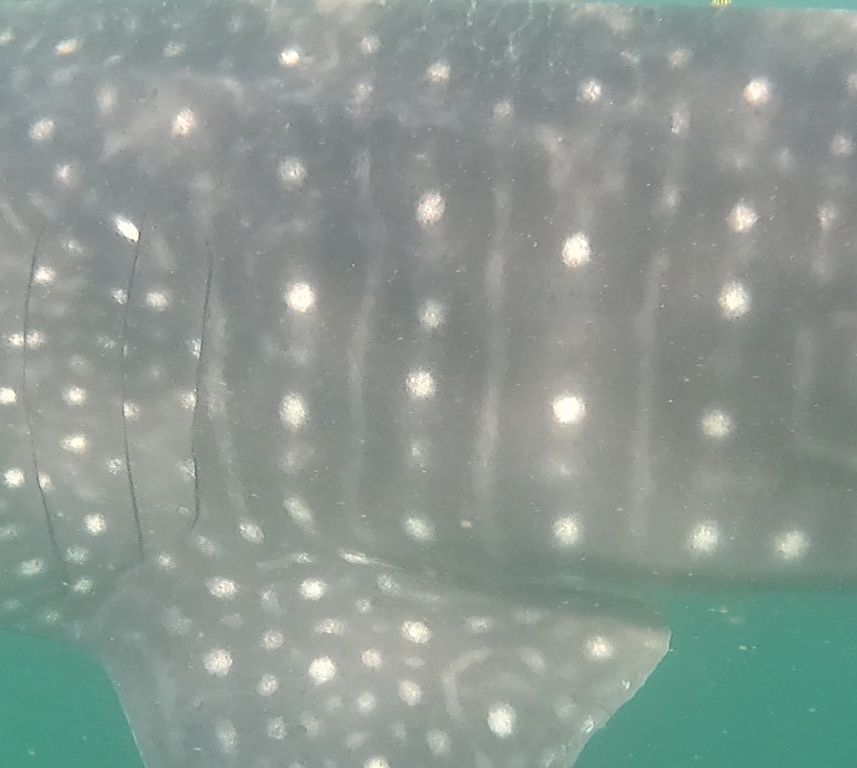 137733ec-f4b2-41c8-aca0-eb99534ec1c3