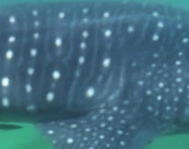 068e2fc5-db9e-4047-bd90-12256eebd2a9