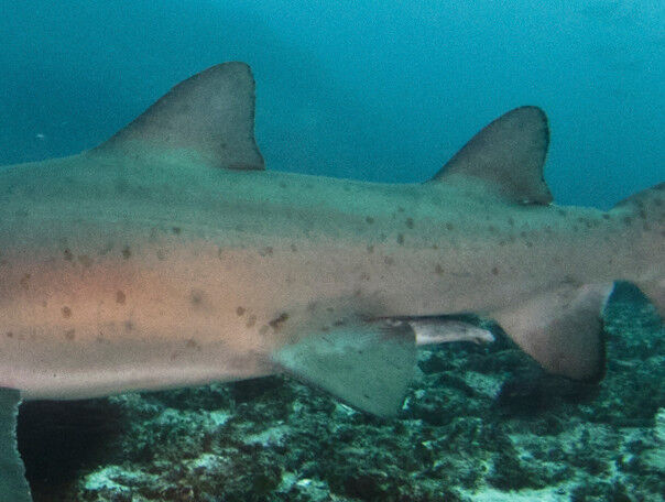 ef064a19-1460-48d4-aece-73faae828340