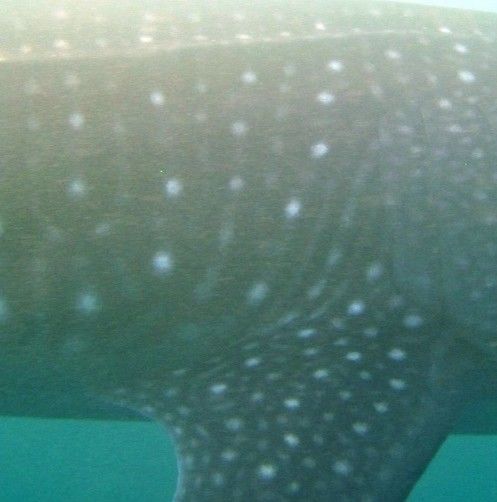 dc930331-c42f-4783-8d48-aab4eec280d4