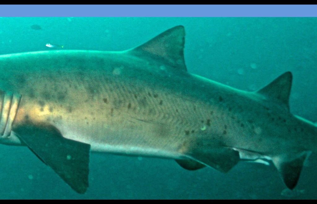 8bad8132-146e-4f1f-9a23-2b3307df057c