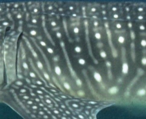 8ca47811-fe15-4e0e-bb44-80fcf14e02cf