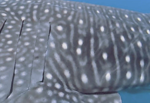 52f8a155-f305-4c02-accd-d4968dc818d6