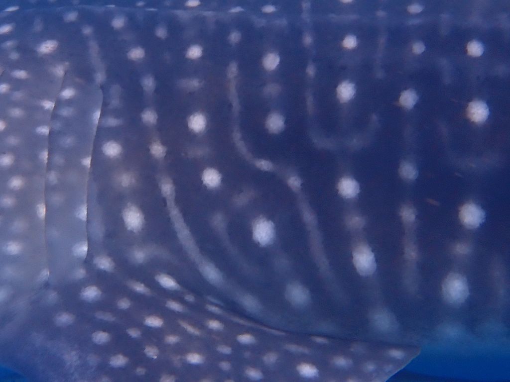 6ee268aa-d537-43ec-ba4f-45ad6c358328