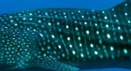 48048906-541a-47a9-81bf-997b10fe04e5