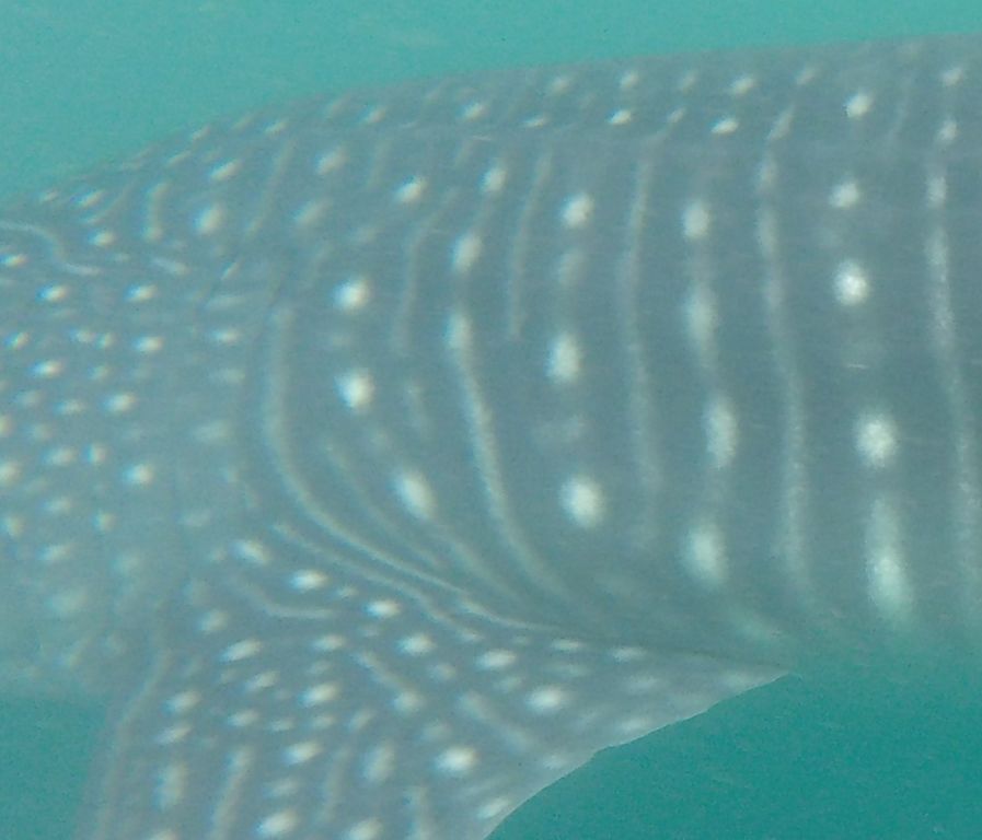 695683d0-6a44-43bd-86ff-bbedcb41da88