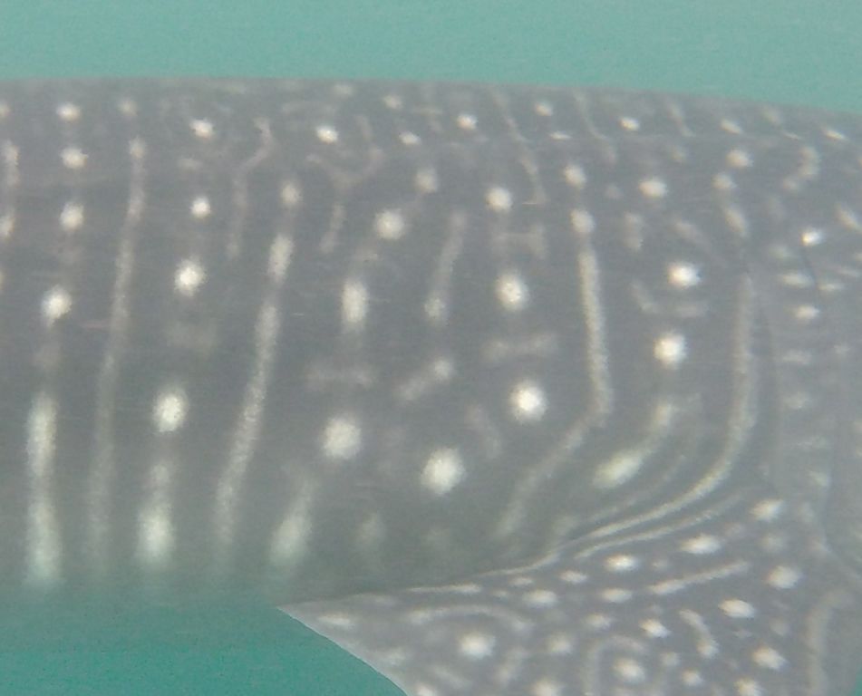 695683d0-6a44-43bd-86ff-bbedcb41da88