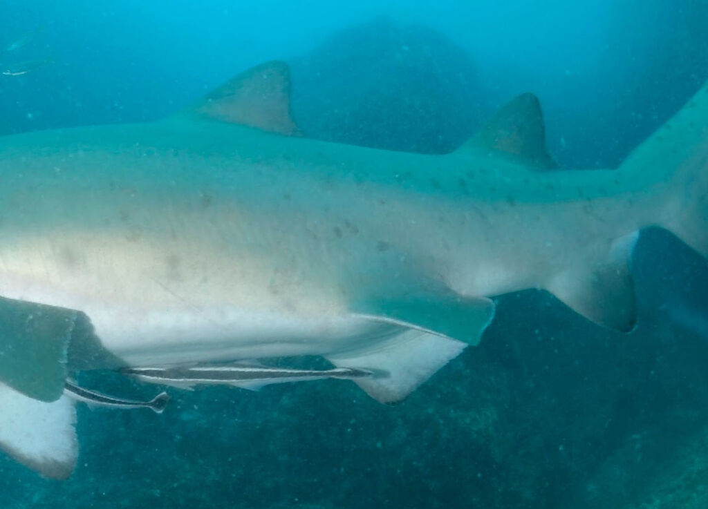 632c4302-d2e7-4e9d-ab43-0ce2f460056f