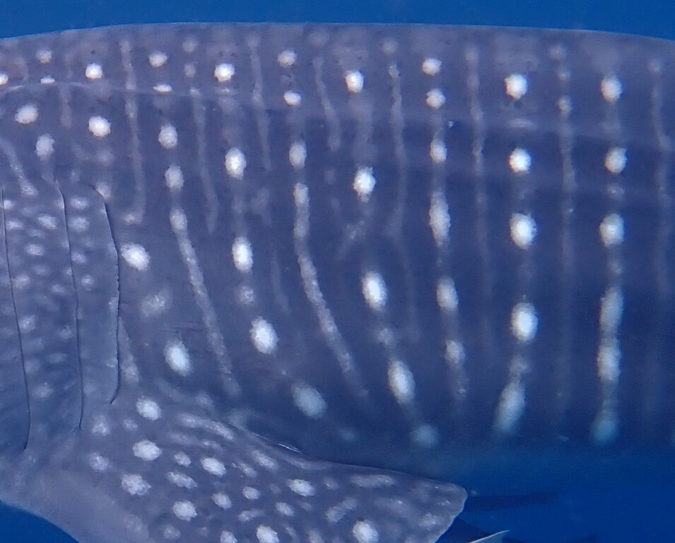 c5f8ca88-790a-4786-8d55-c6399765f693