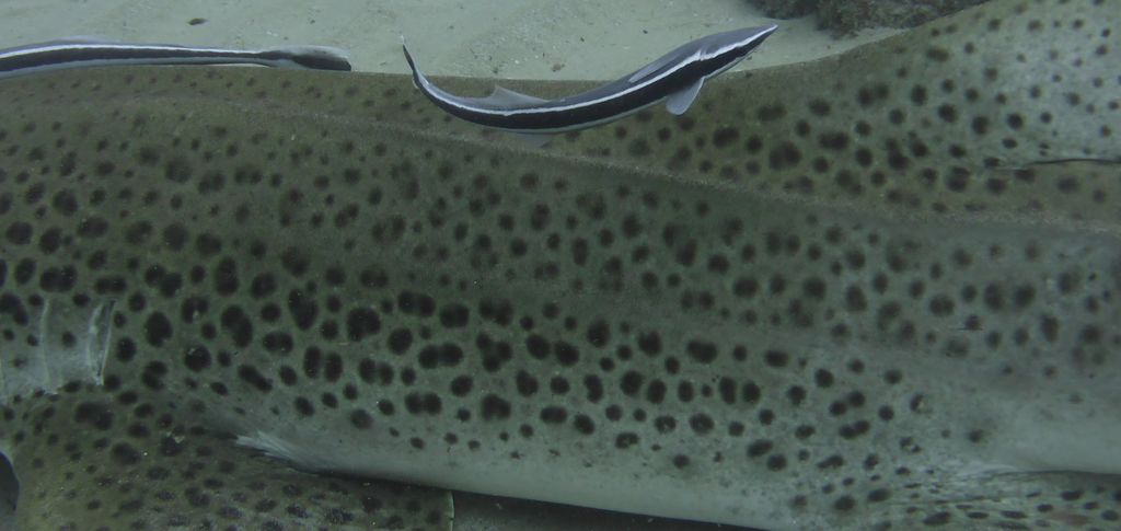 095ba2d4-9aaf-4fd9-bf07-e9441a2ba0cb