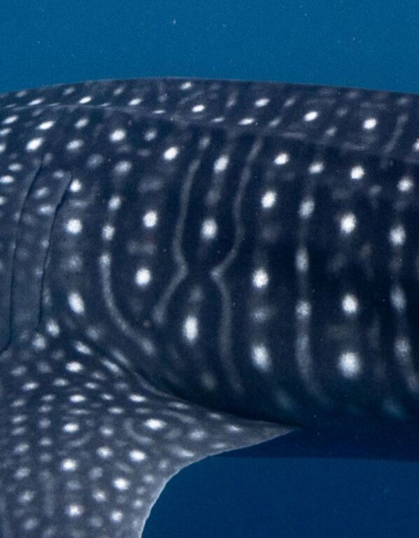 30db386b-548e-4d68-9f18-6c0d0a807632