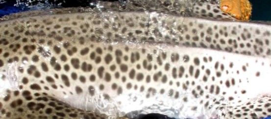 dae25d4a-559c-49c4-b67f-936df9ec44e0