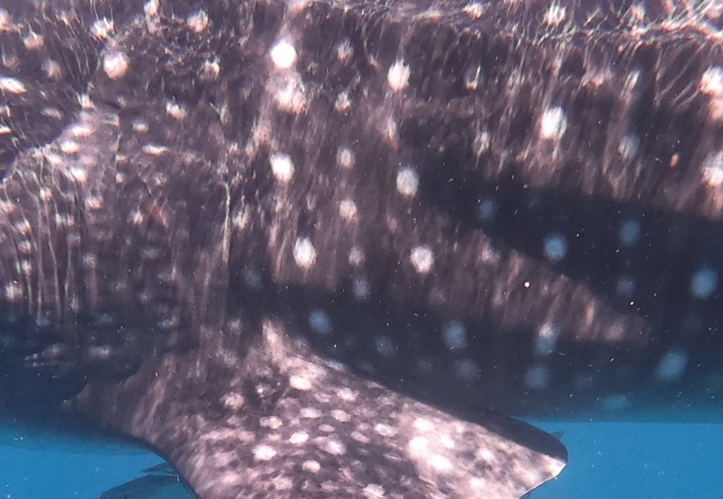 ee9a4d2c-2b4c-40ee-a26b-72f32ee51297