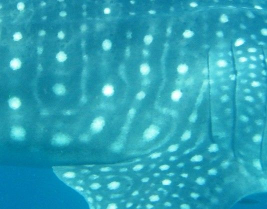 e7332dd0-8797-4c13-94d1-6d9ffdd8068b