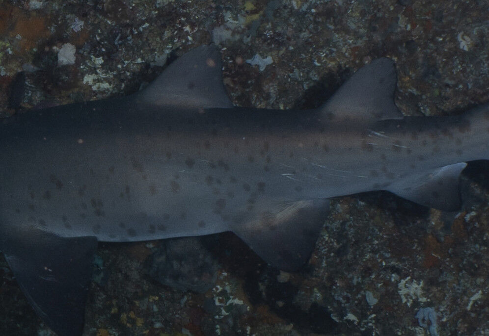 302f89b8-448a-43bb-8be2-bb55789fa2f2