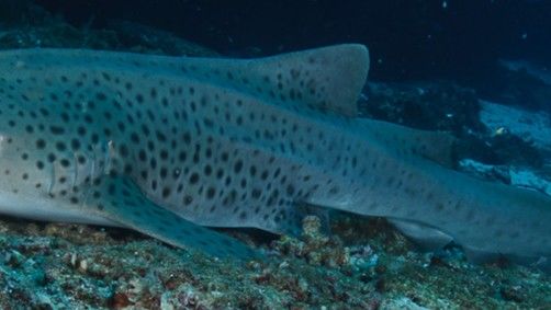 00c26d95-ec71-4b5c-98fb-76372b4103da