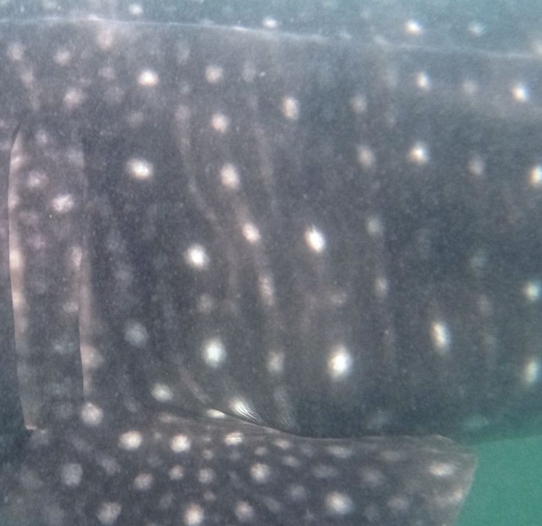 f4035bc4-a365-49bd-ba00-cbd26000d775