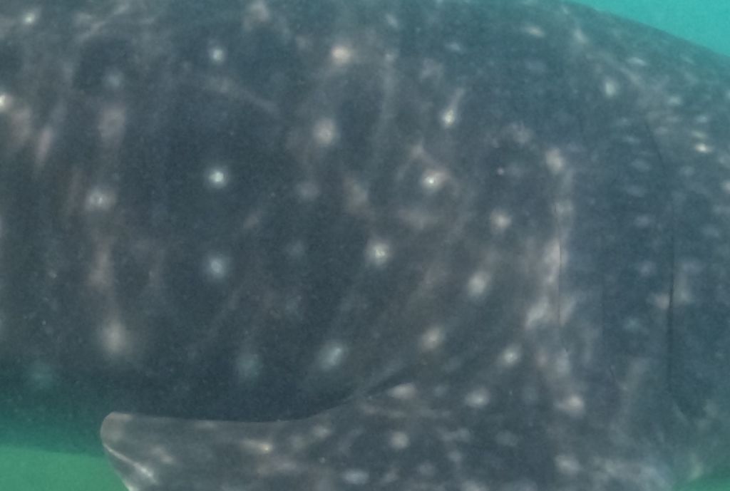 f4035bc4-a365-49bd-ba00-cbd26000d775