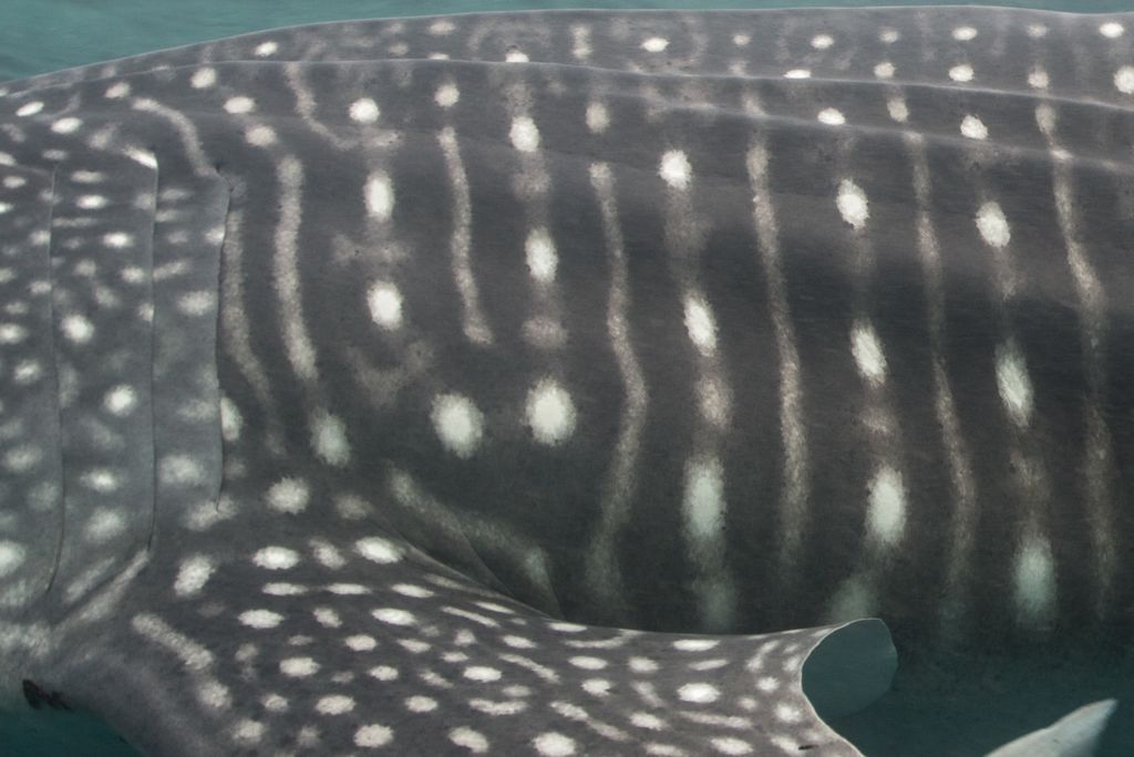 00f30704-a255-454f-8318-10821c5e2809