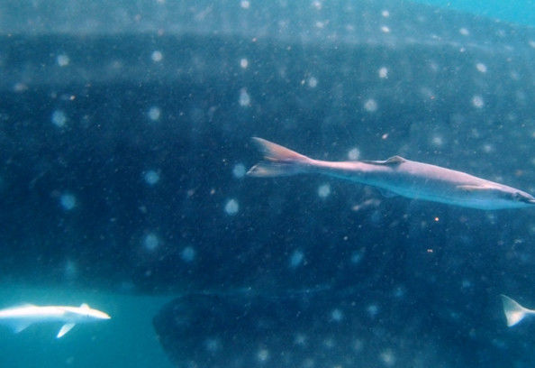 562156ff-b9e1-4471-a54a-8d30ea43818b