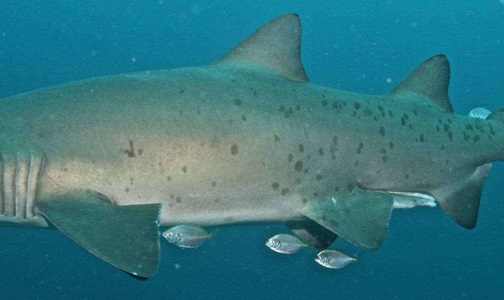 0f949261-1ed0-4003-8f19-7a58946037f6