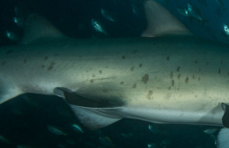 523c3c07-e175-4dda-9f89-1895ea83a2d6