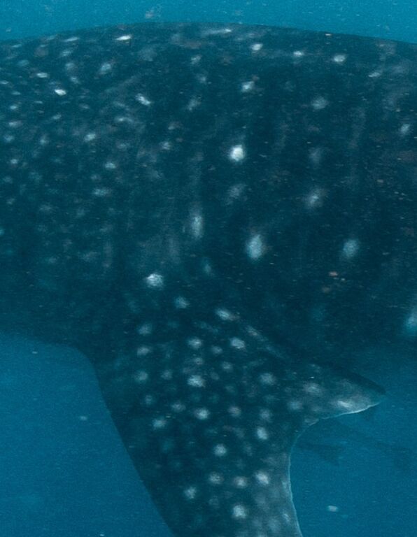 0905d0b5-53b5-415f-a752-f7c5281b931c