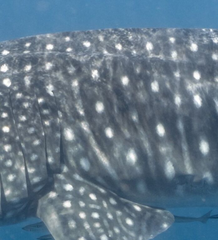 960a3f2a-181c-4fd9-9858-16de7132ae76