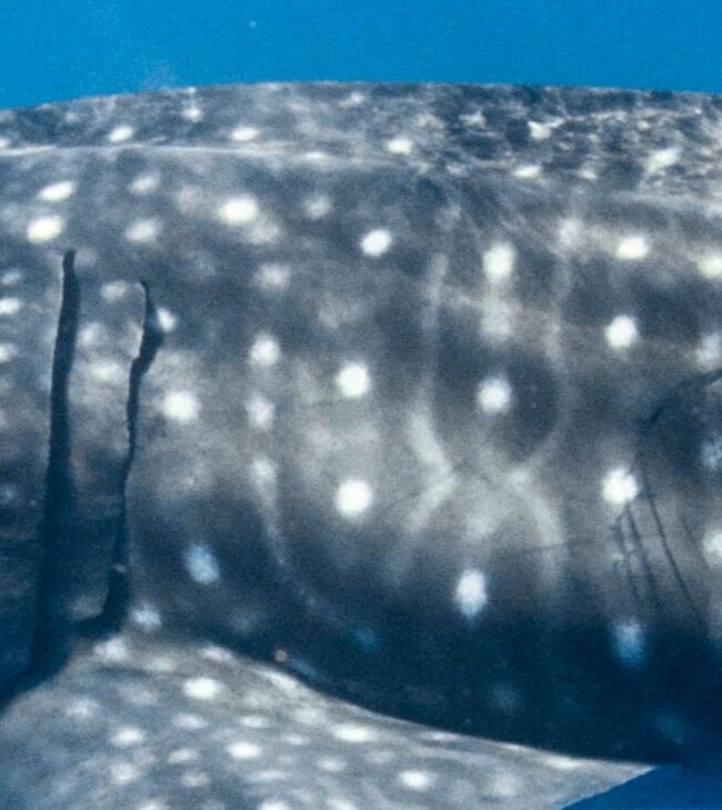 30db386b-548e-4d68-9f18-6c0d0a807632