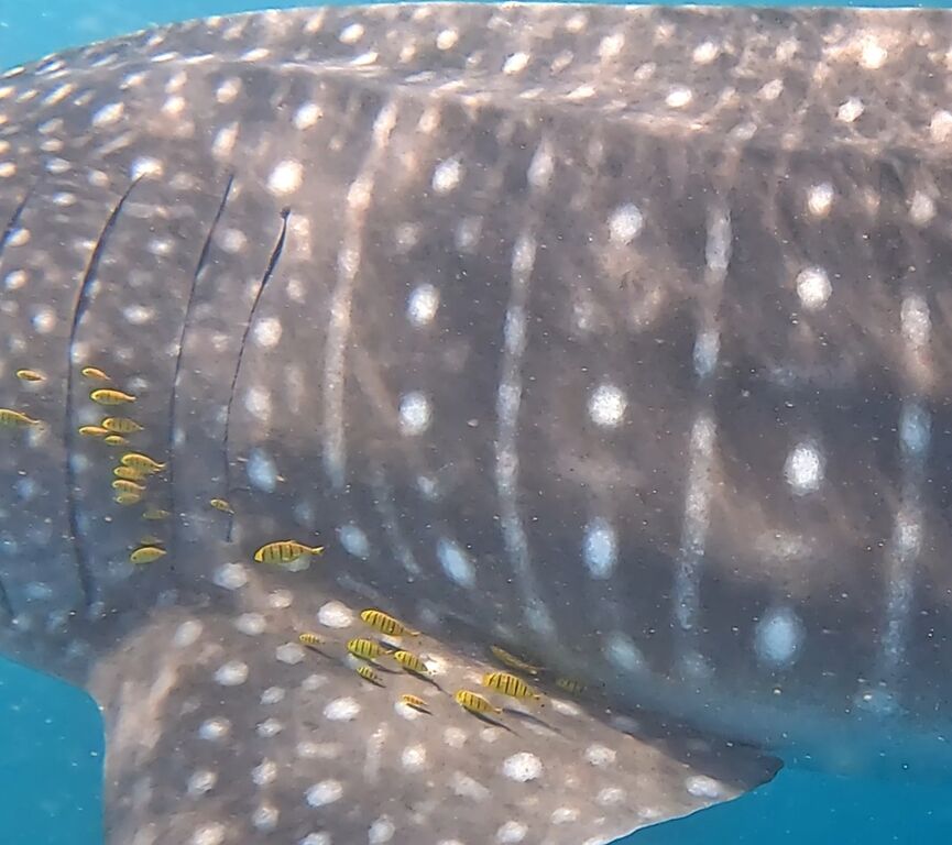 b31870c6-bb31-4dca-8763-85ab28aef210