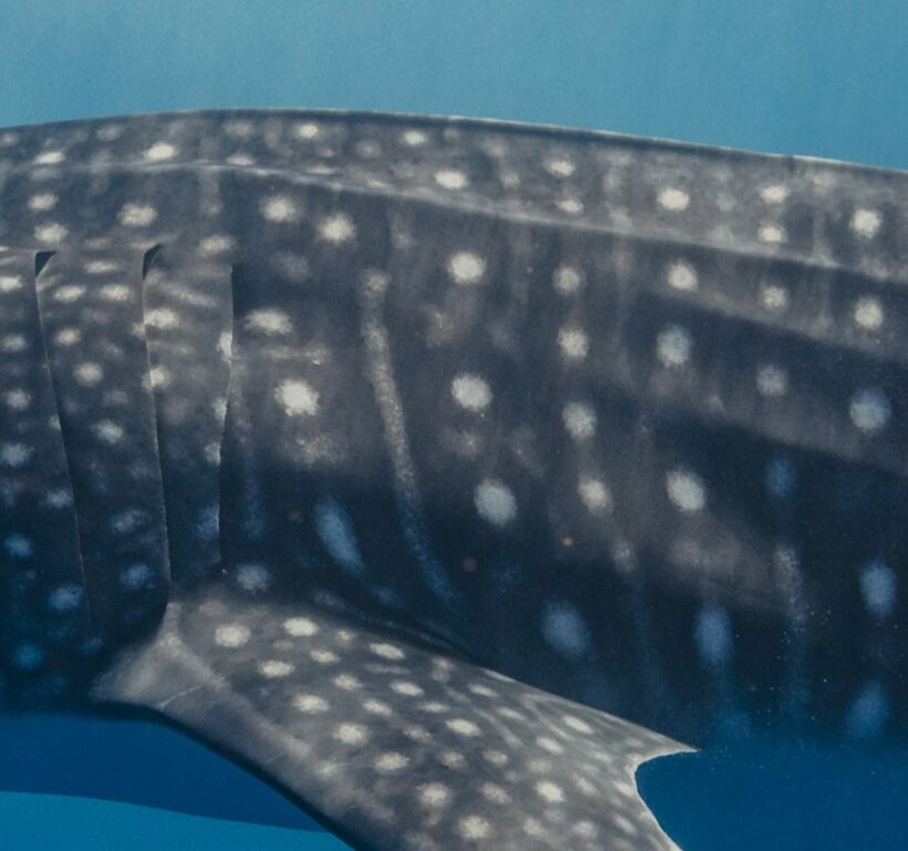 586fe736-d3e8-4704-8531-f6b4e0707580