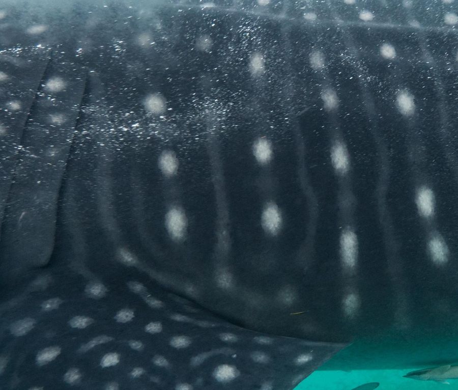 69c9068f-dfa1-4385-841b-f078e86aa6e9