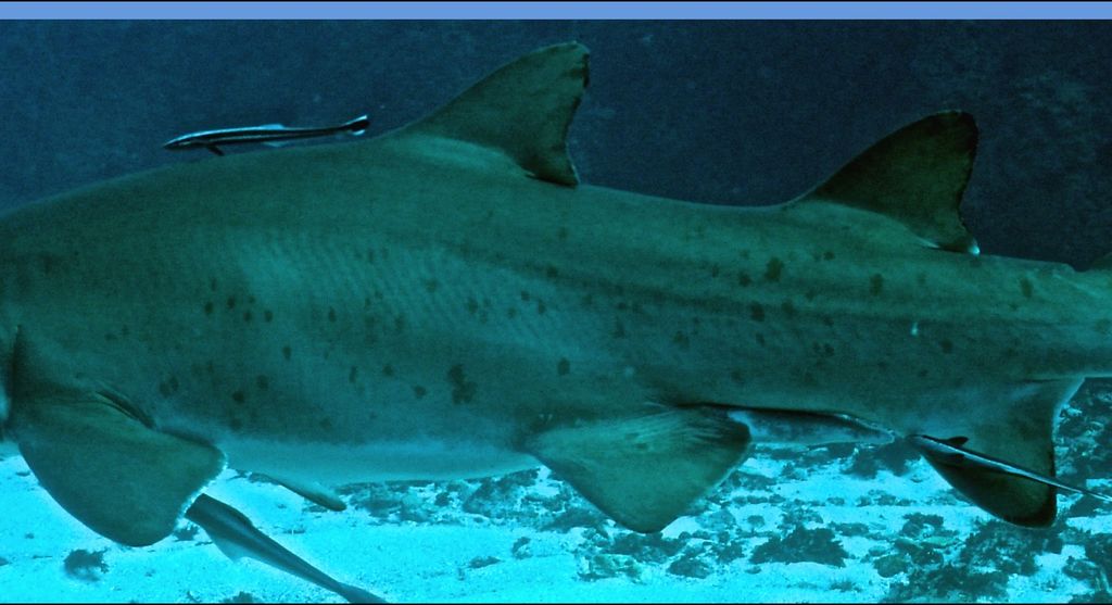 8e22903a-c79a-42ab-84ce-1c033cc75731