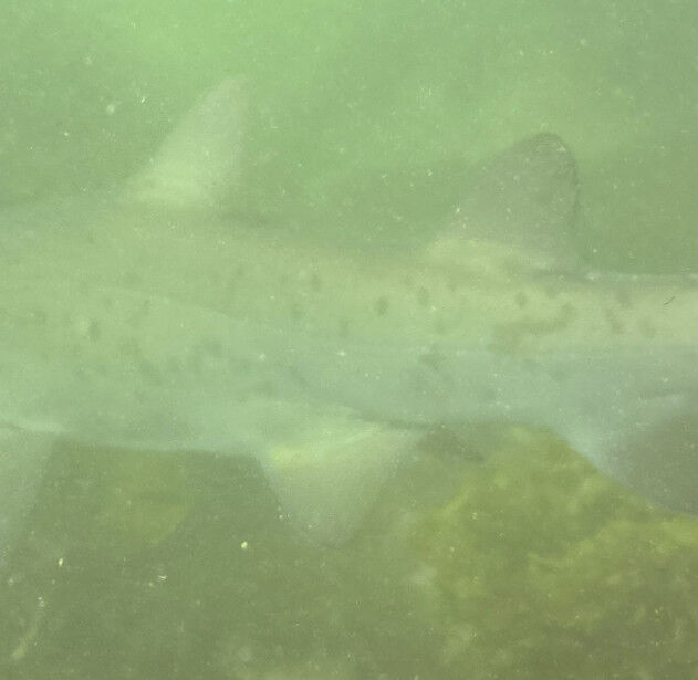 95cdf0b8-cafd-4834-9d0d-7794c0974f48