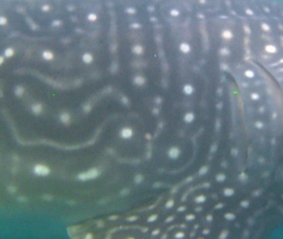 70c8cadb-5bb9-4ede-85ff-fbce1053bdbe